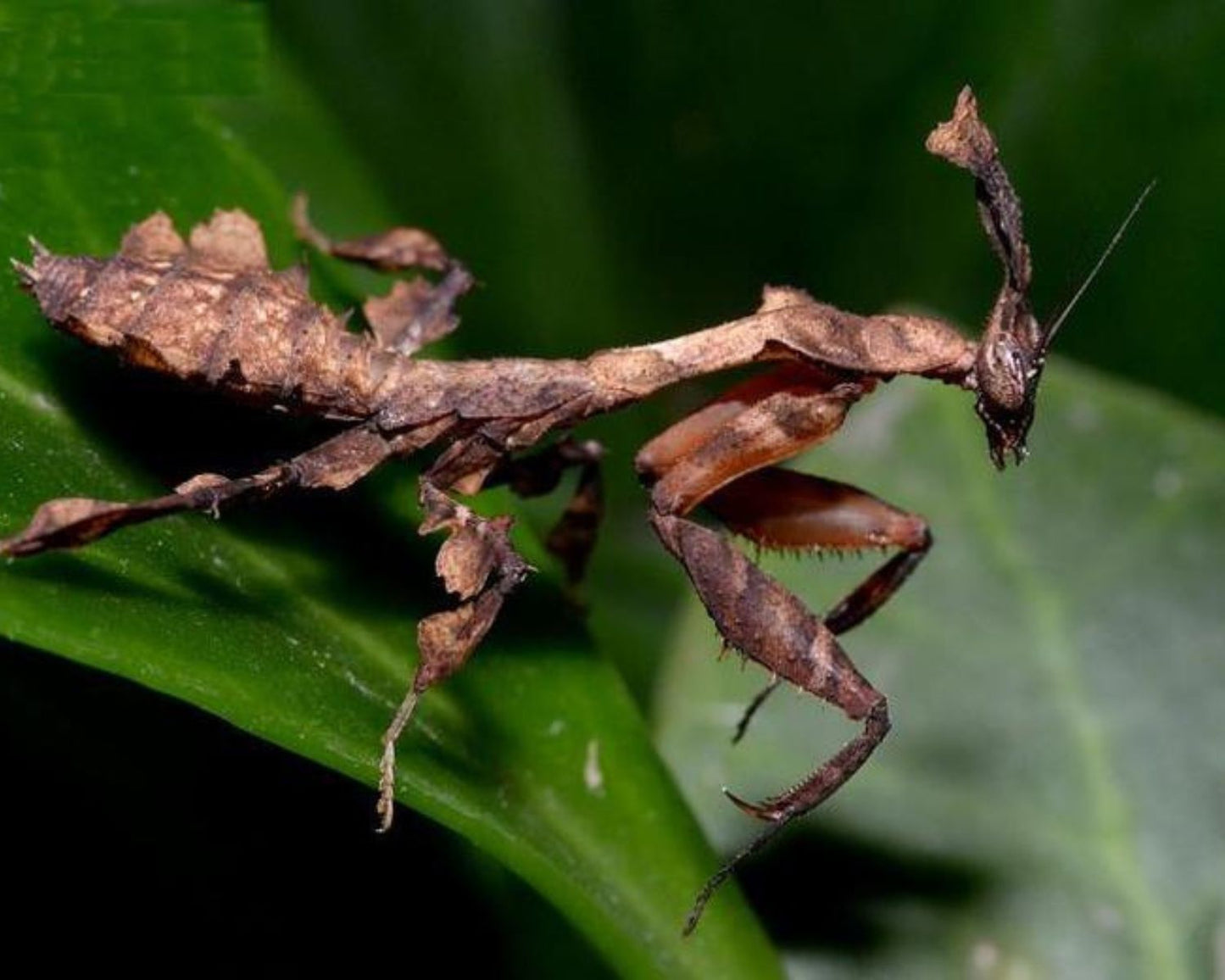 Mante feuille - Phyllocrania paradoxa