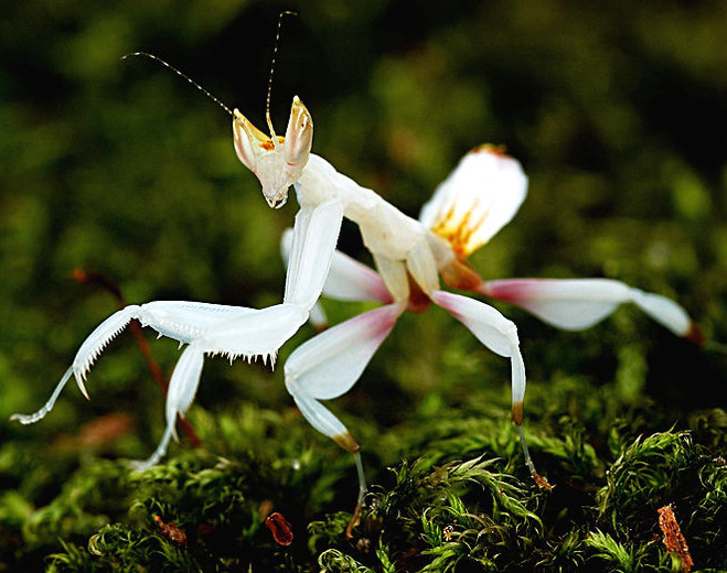 Mante orchidée - Hymenopus coronatus