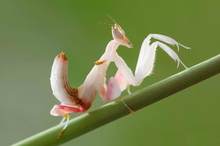 Mante orchidée - Hymenopus coronatus