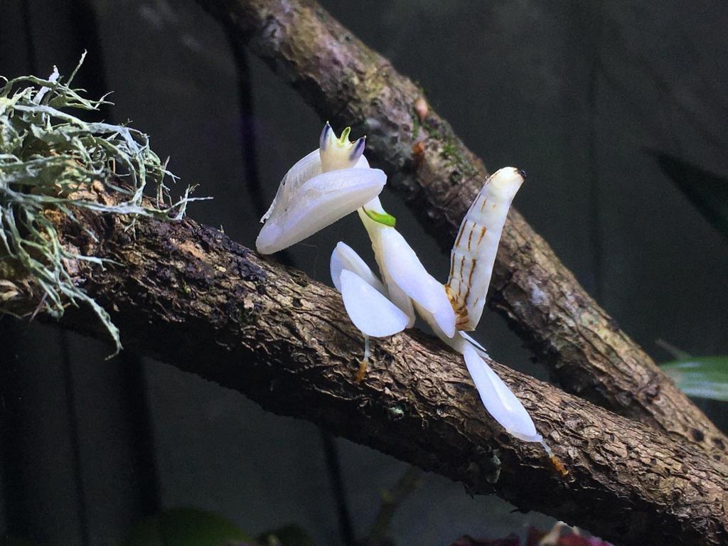 Mante orchidée - Hymenopus coronatus