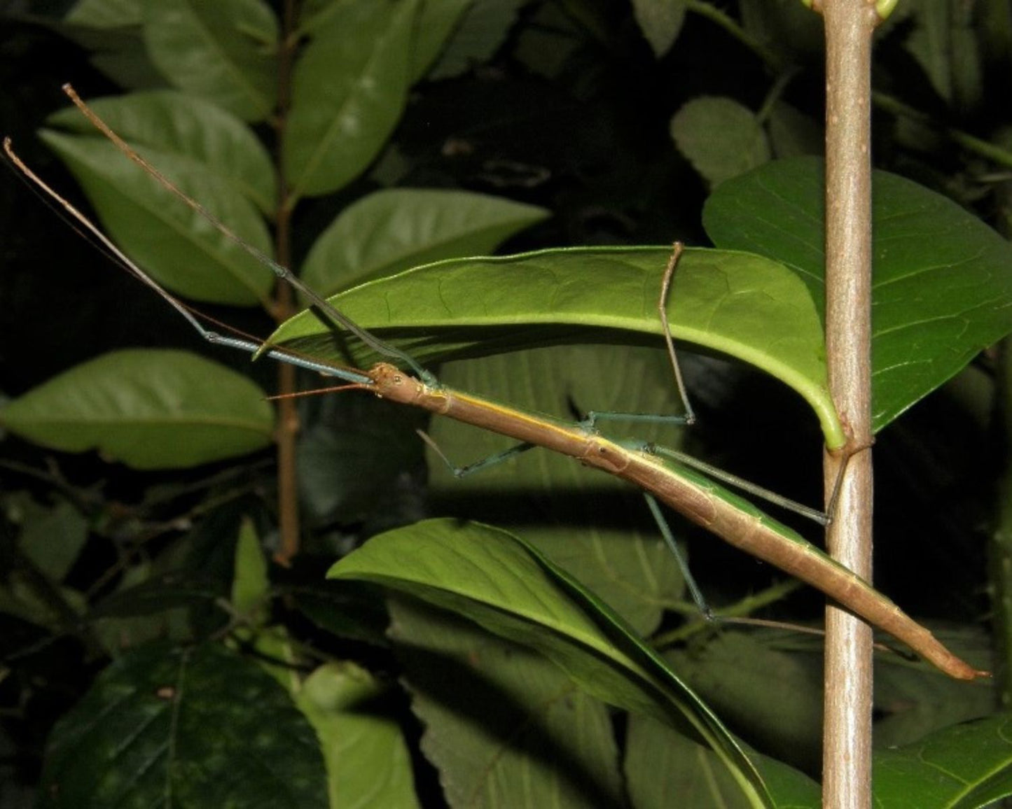 Phasme - Marmessoidea sp "cat tien"