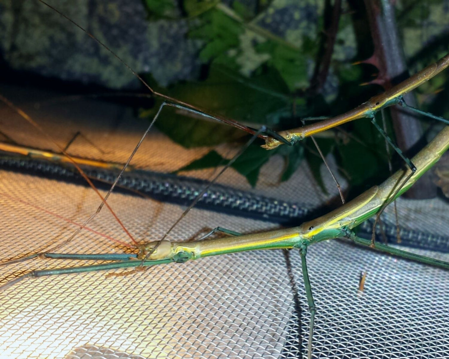 Phasme - Marmessoidea sp "cat tien"