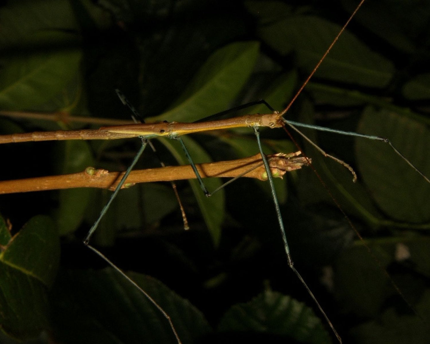Phasme - Marmessoidea sp "cat tien"