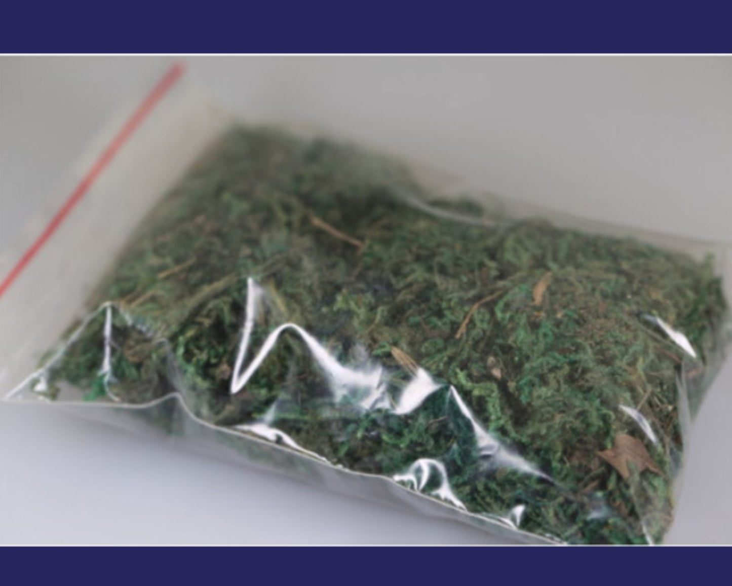 Espuma decorativa para hormigas