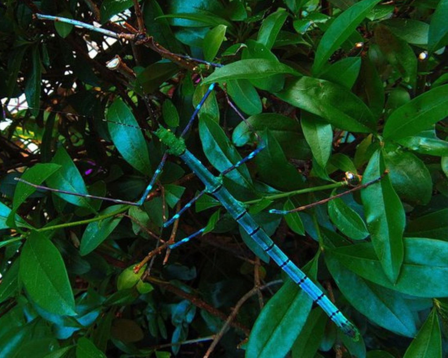 Fásmidos - Myronides sp