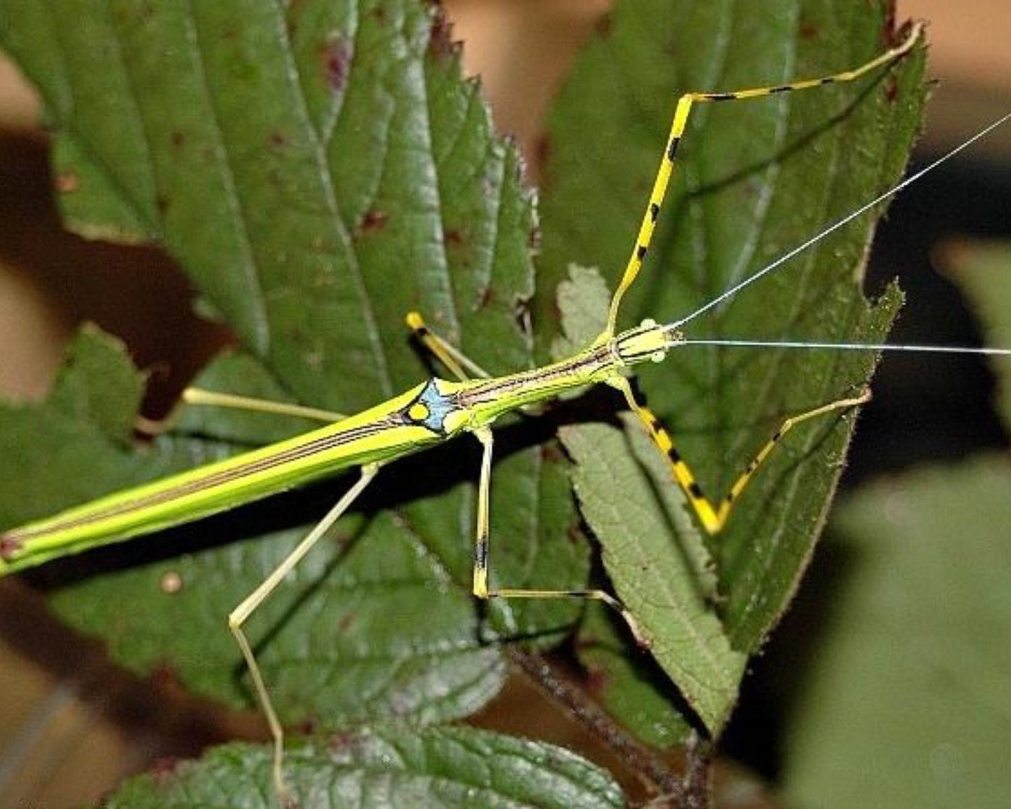 Phasmide - Necroscia annulipes