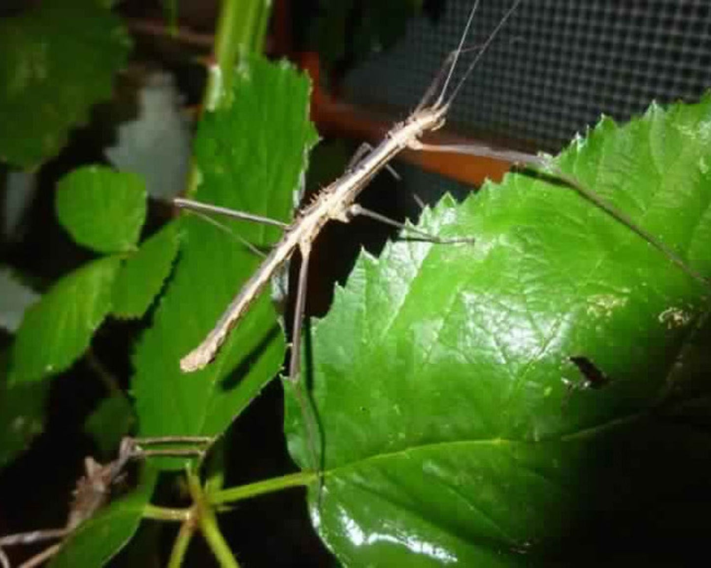 Fásmido - Neohirasea sp "Cat Ba