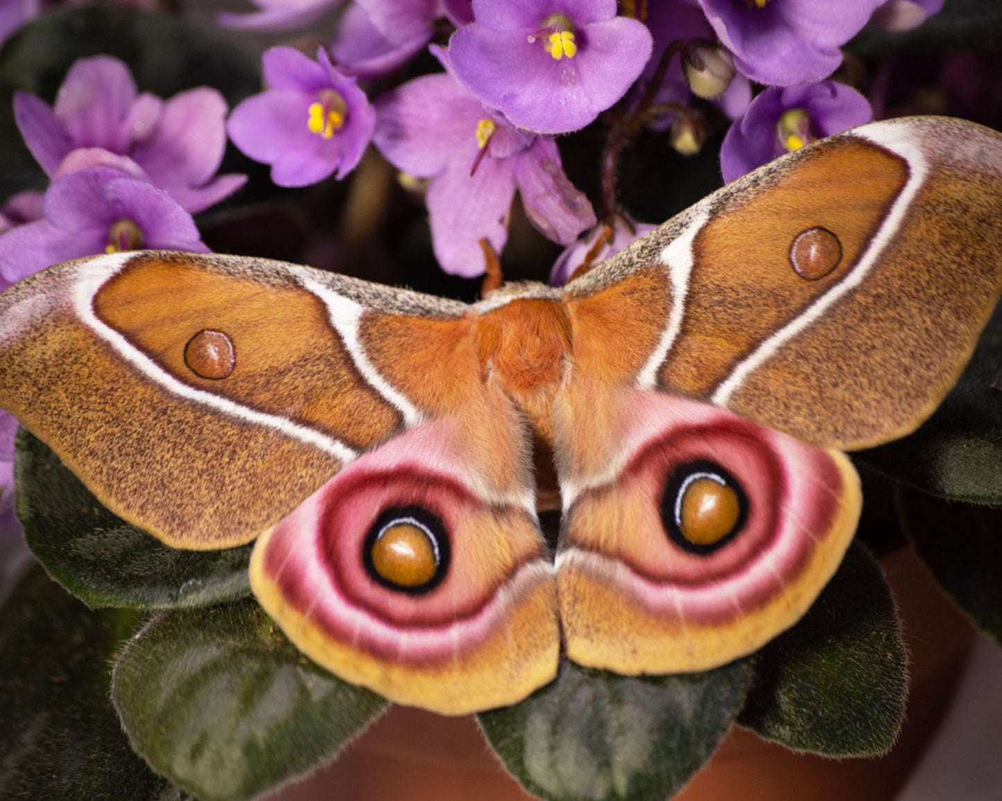 Papillon - Antherina suraka