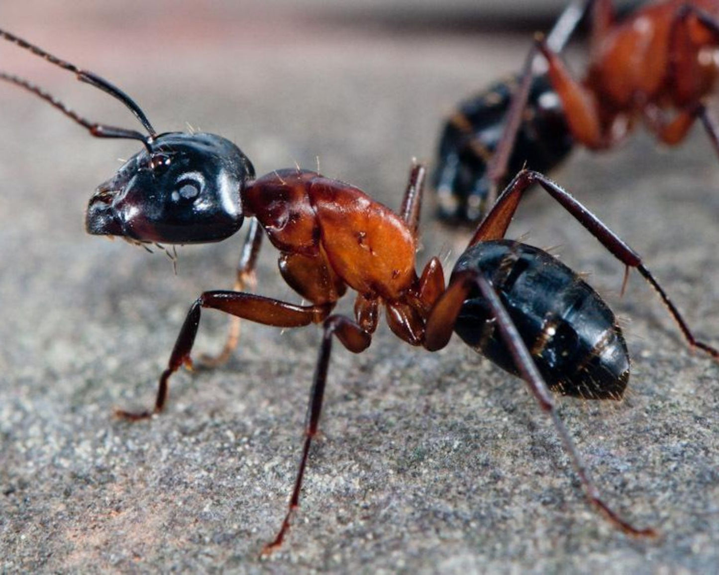 Acheter une colonie de fourmis Camponotus ligniperda