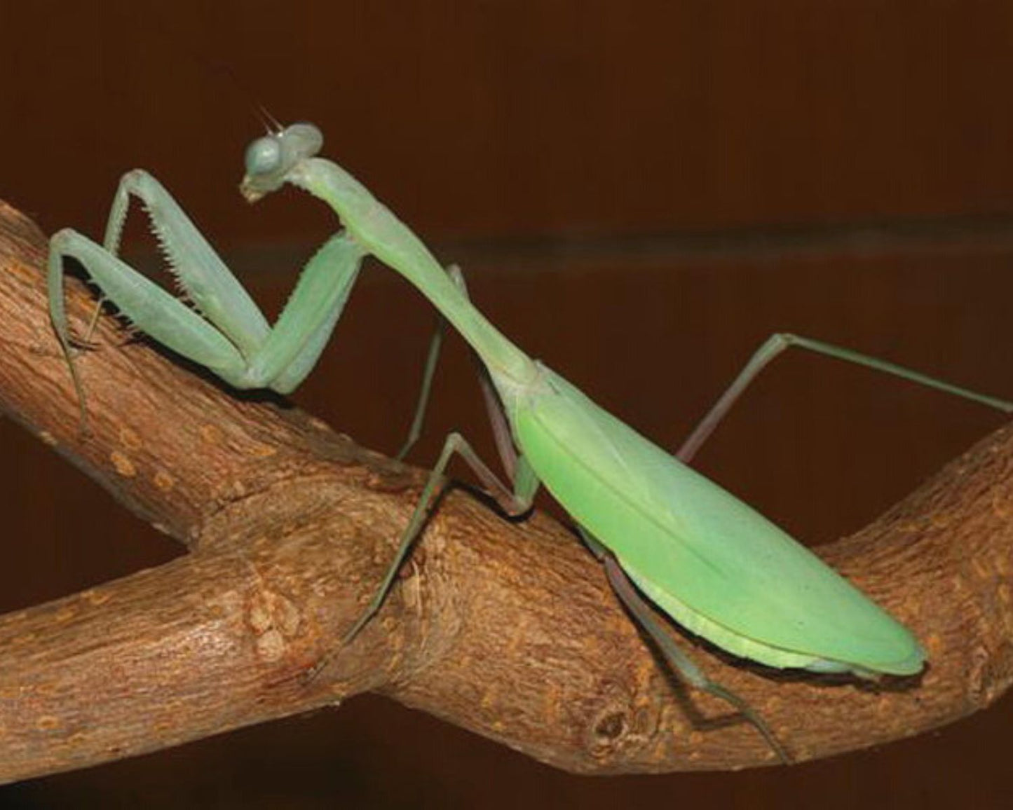 Mantide - Hierodula membranacea