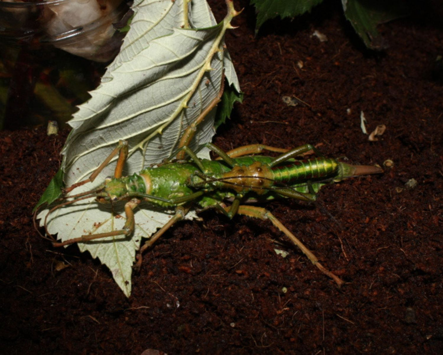 Phasme - Mearnsiana bullosa