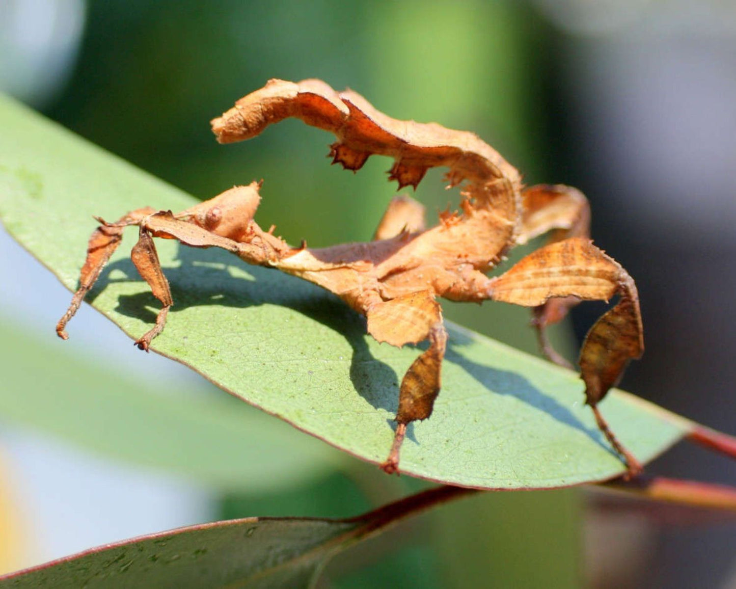 Phasme Scorpion ou à tiare - Extatosoma tiaratum