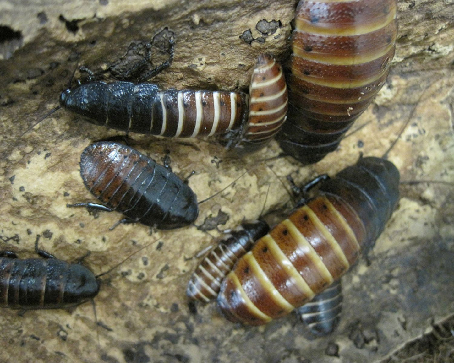 Blattes - Gromphadorhina portentosa