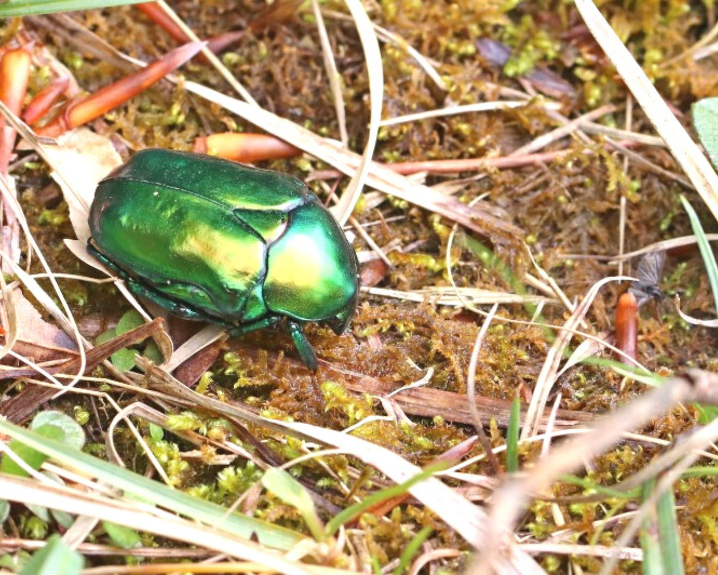 Rosenkäfer - Cetonischema Aeruginosa