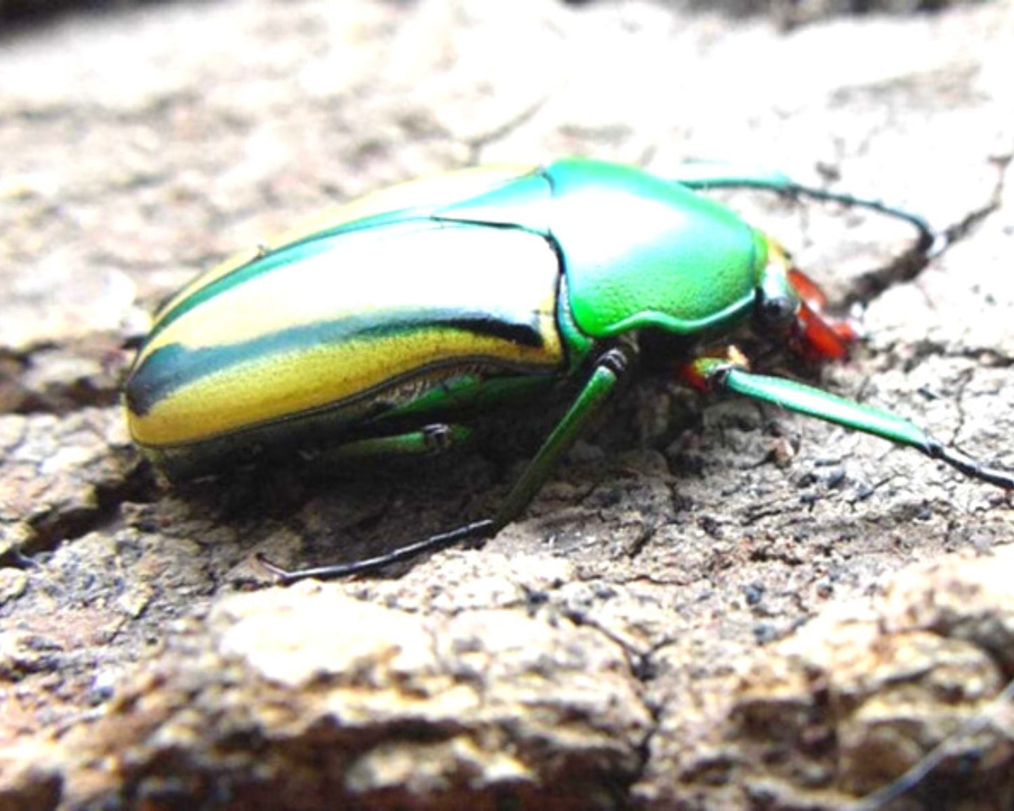 Rosenkäfer - Coelorhina hornimani