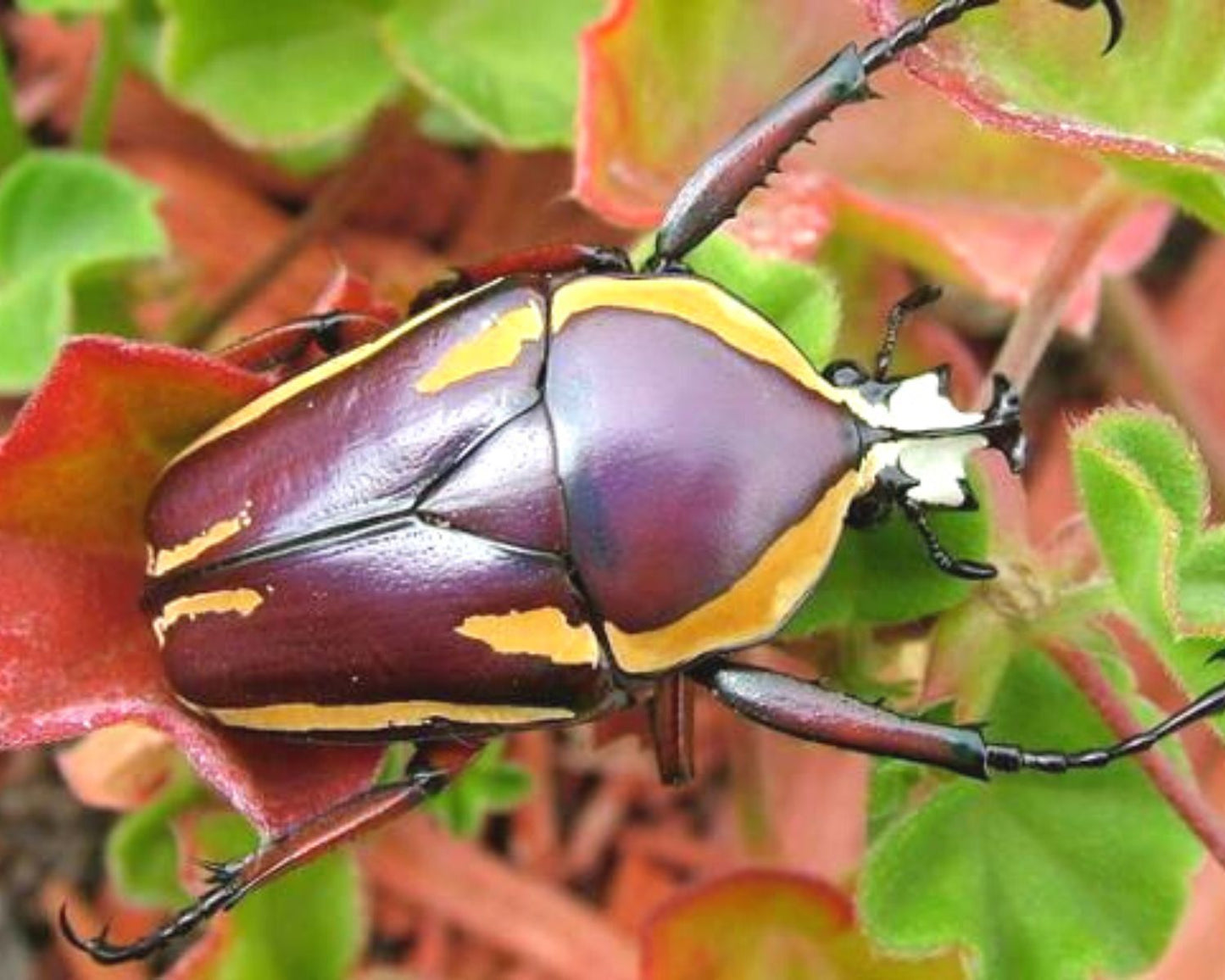 Cétoine - Dicronorhina conradsi