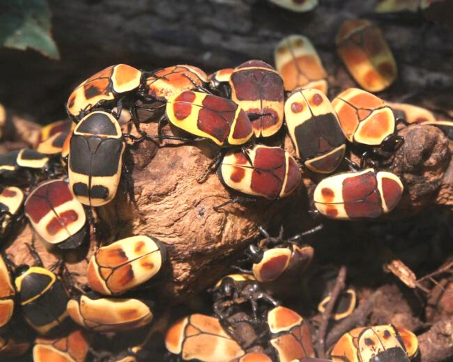 Cétoine - Pachnoda marginata peregrina
