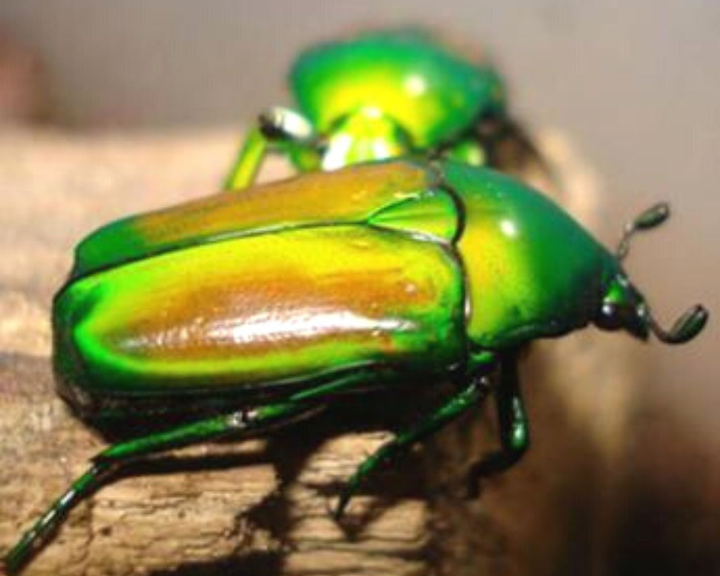 Cetoína - Chlorocala africana africana