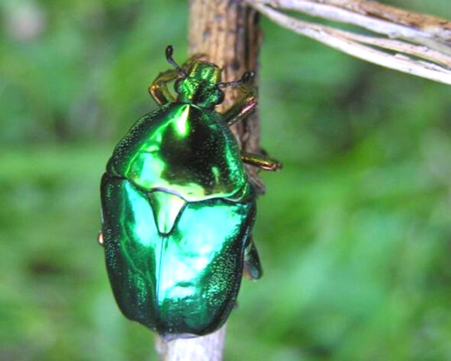 Rosenkäfer - Protaetia Himalayana