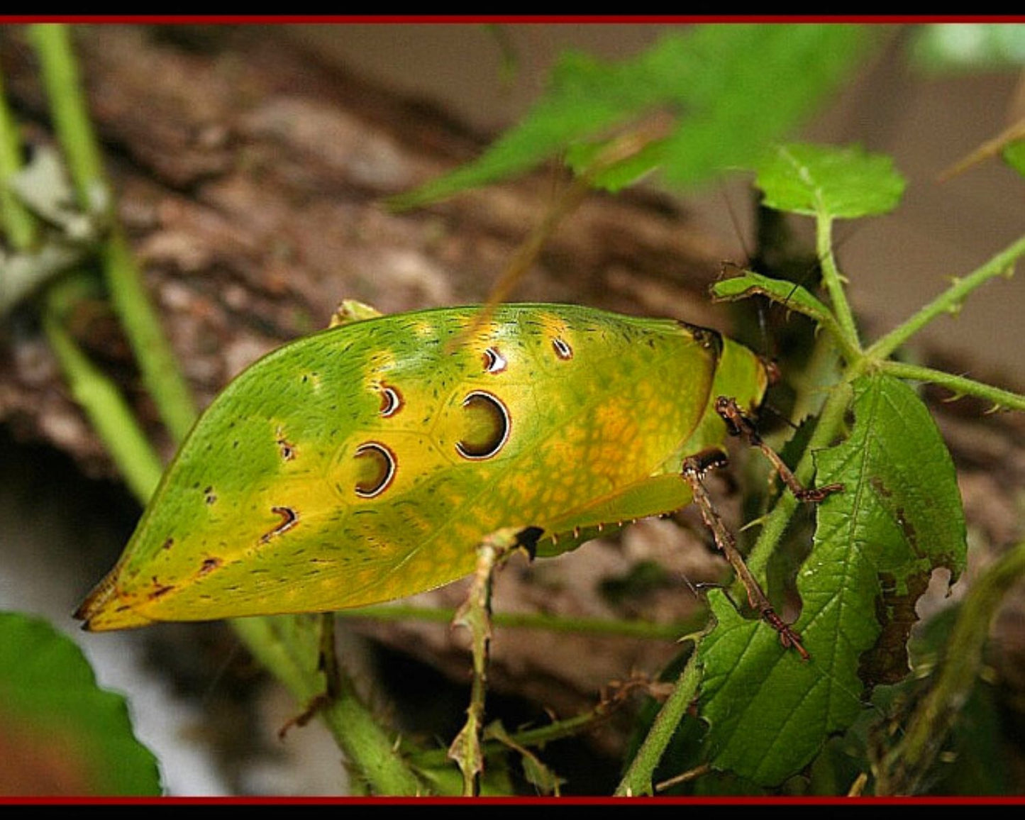 Criquet - Ancylecha fenestrata