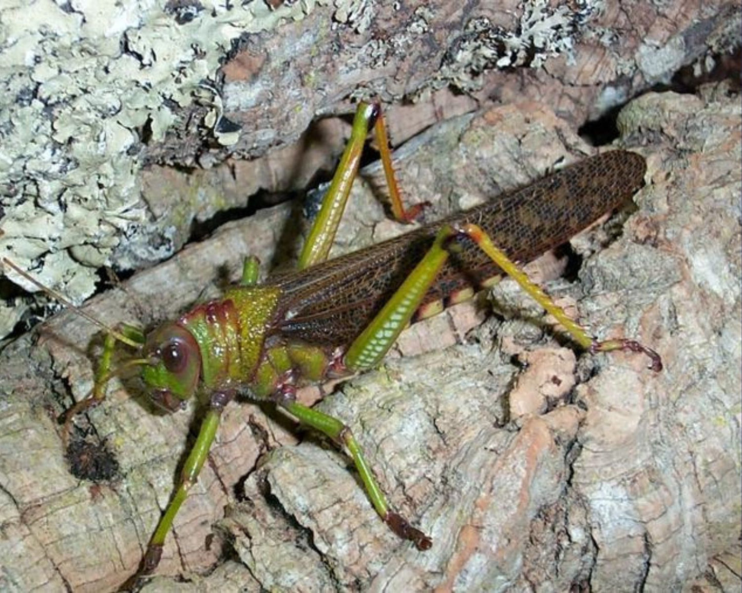 Criquet - Tropidacris collaris
