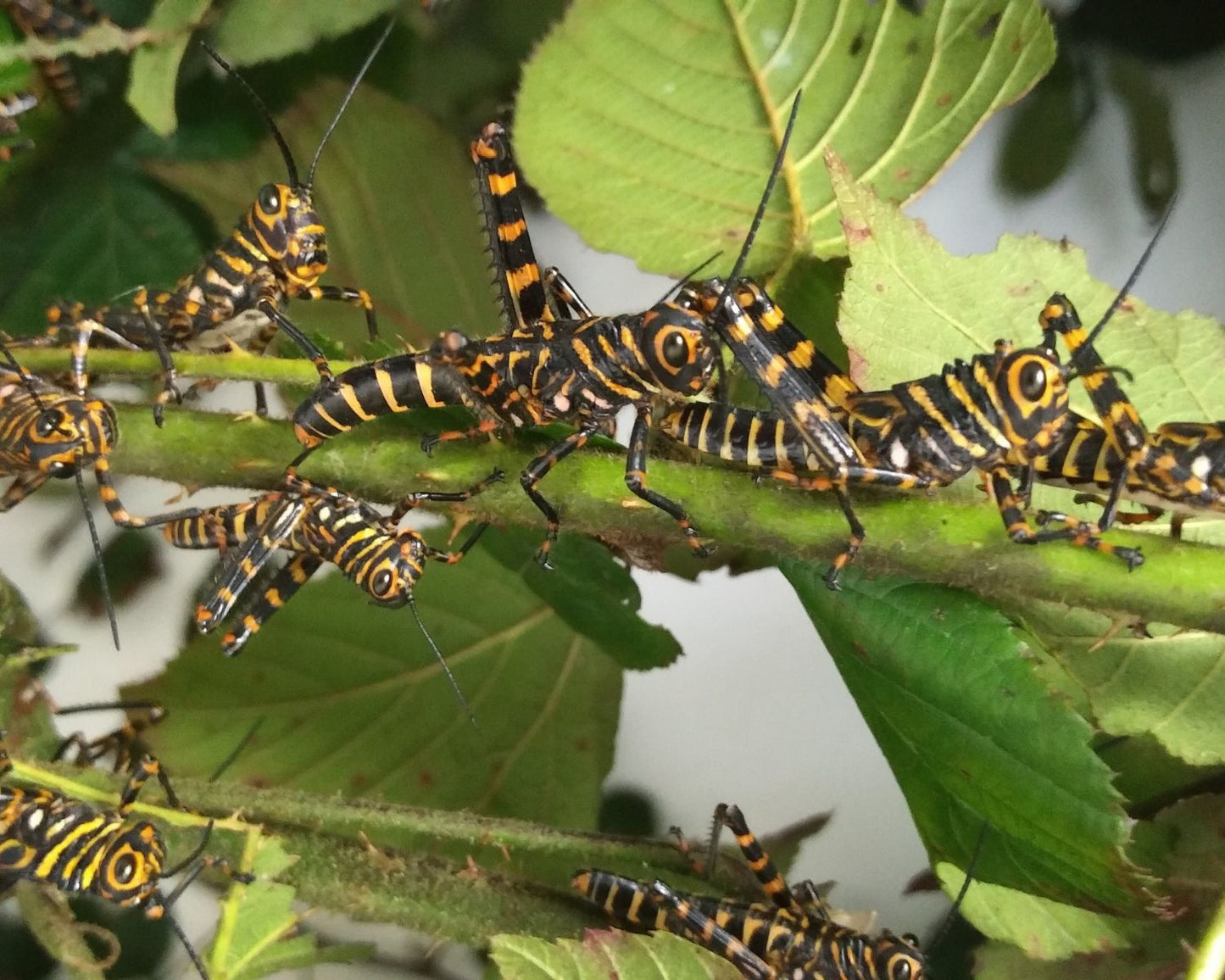 Heuschrecke - Tropidacris cristata