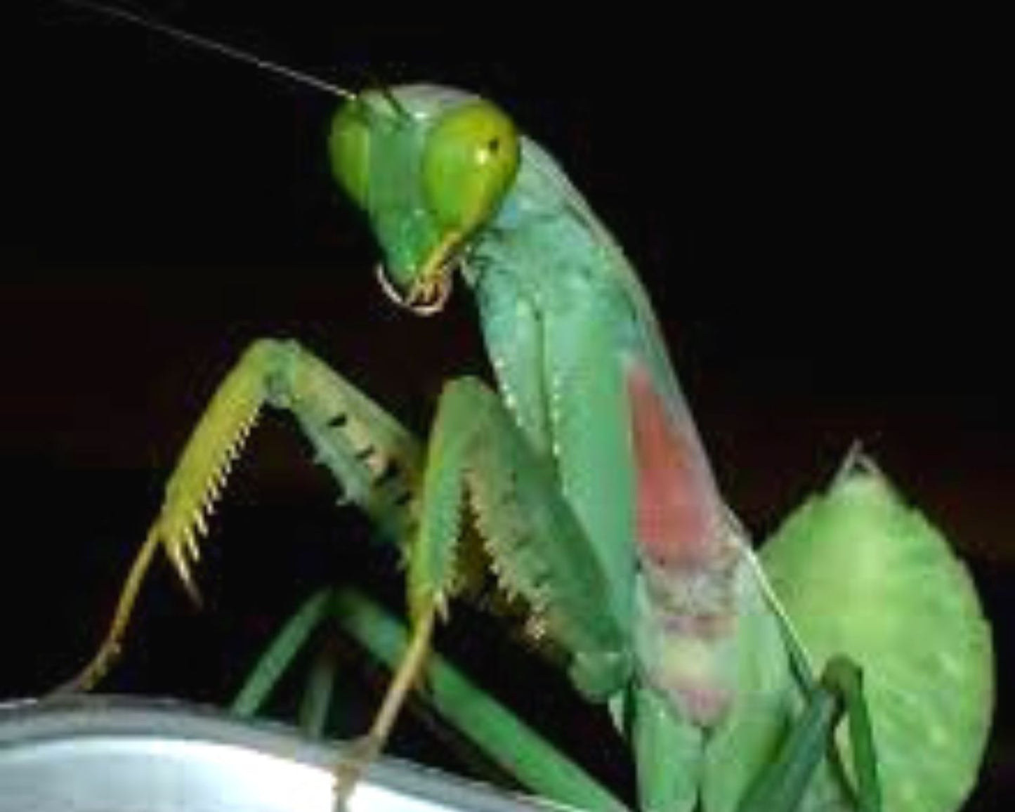 Mante - Rhombodera sp (Thaïlande)