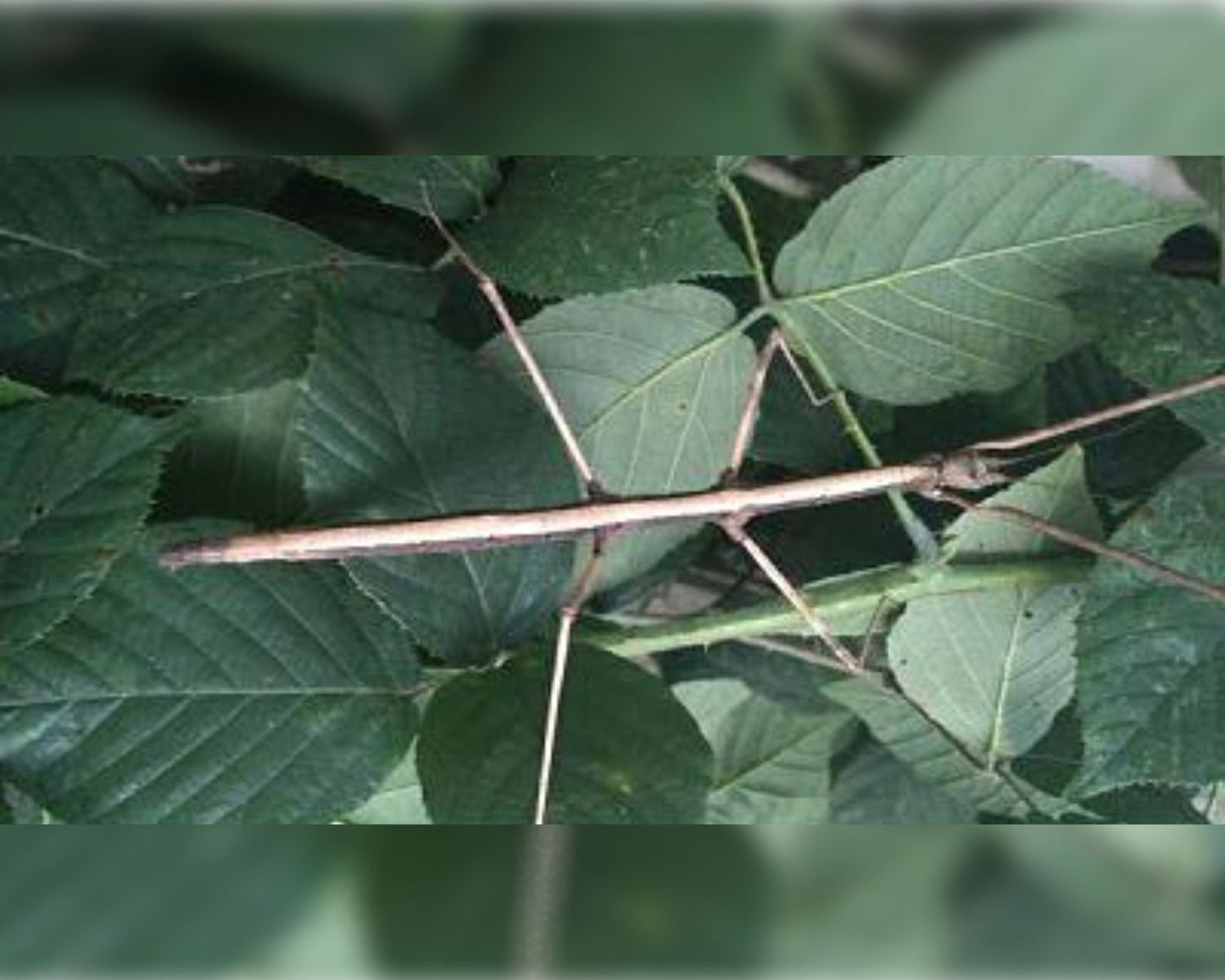 Phasme - Medauroidea sp