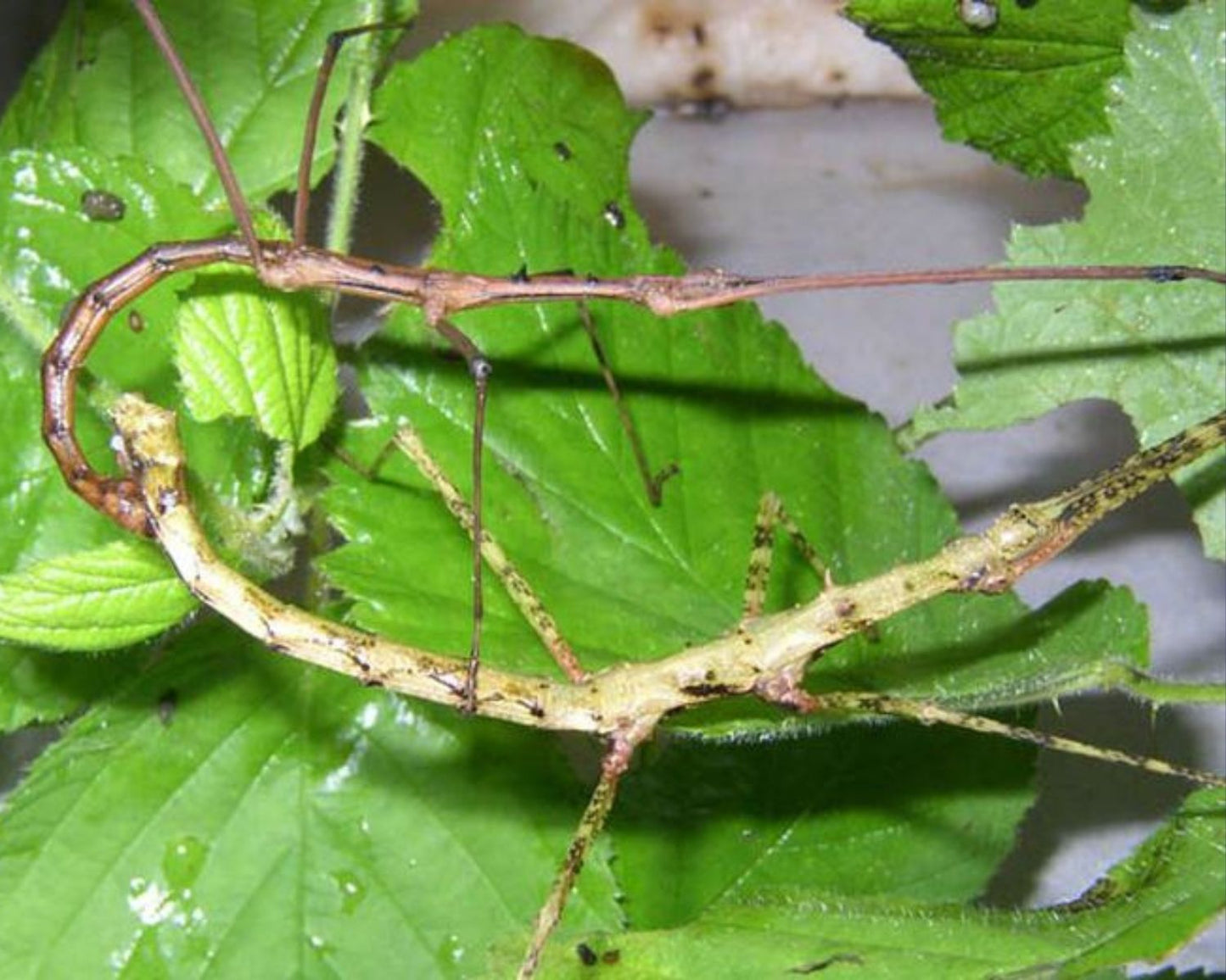 Phasme - Parapachymorpha Spiniger
