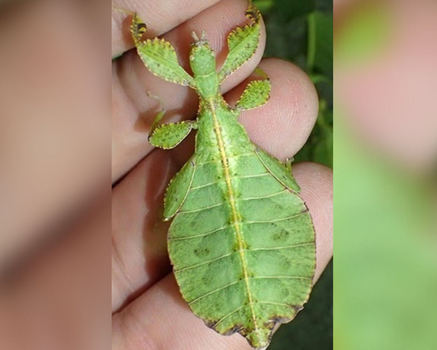 Phasme Feuille - Phyllium Tobeloense