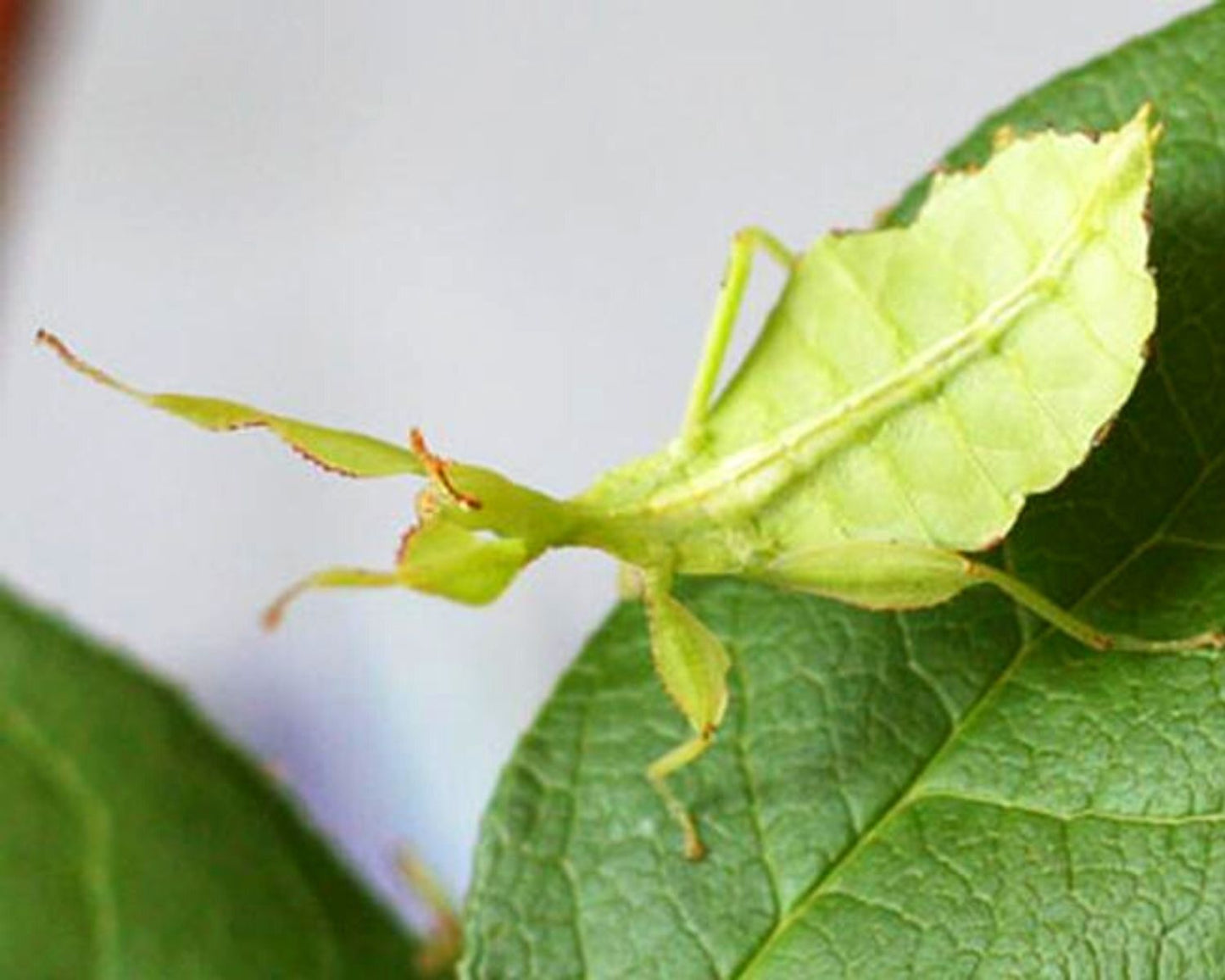 Fásmido hoja - Phyllium philippinicum