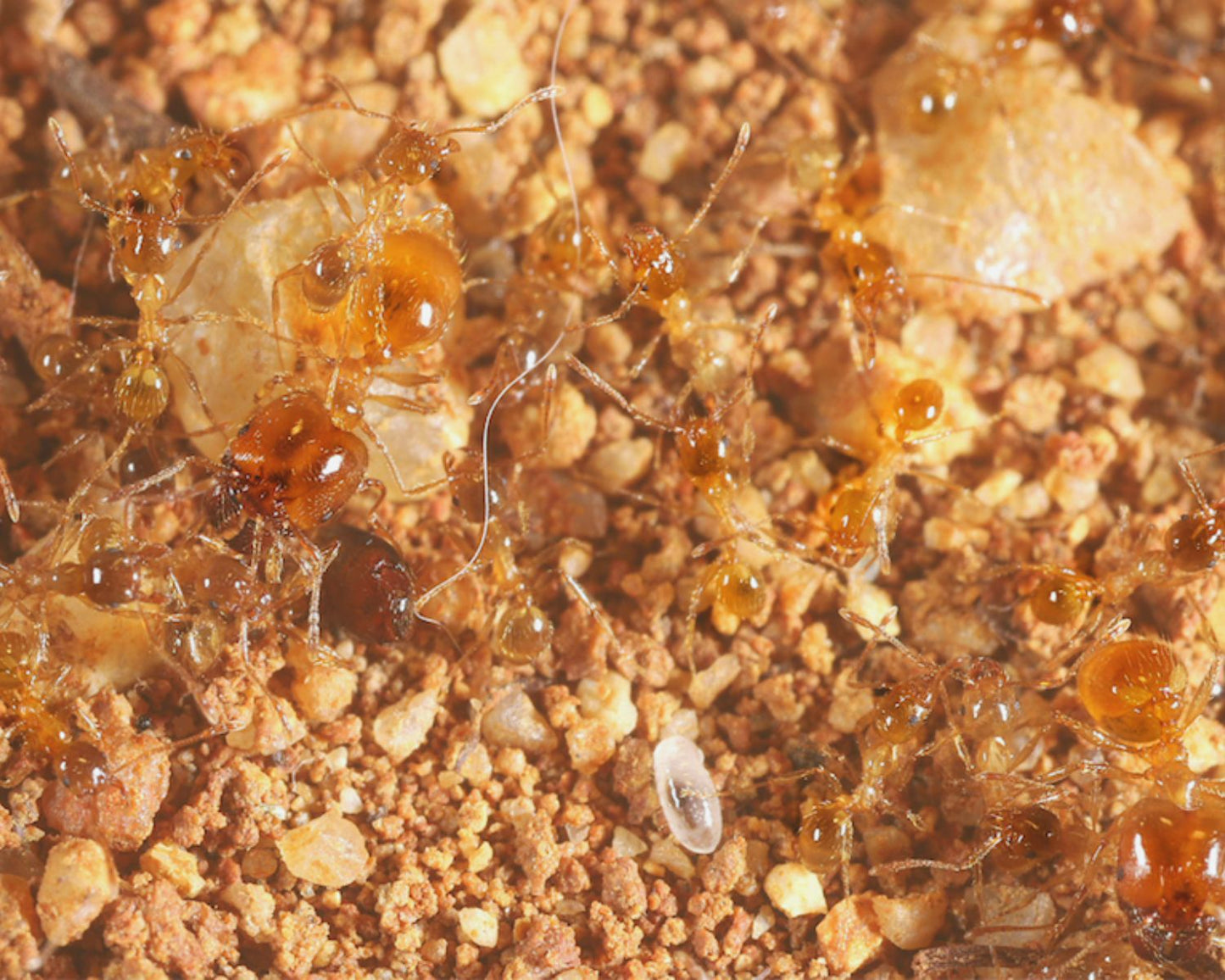 Élevage de fourmis Pheidole pallidula