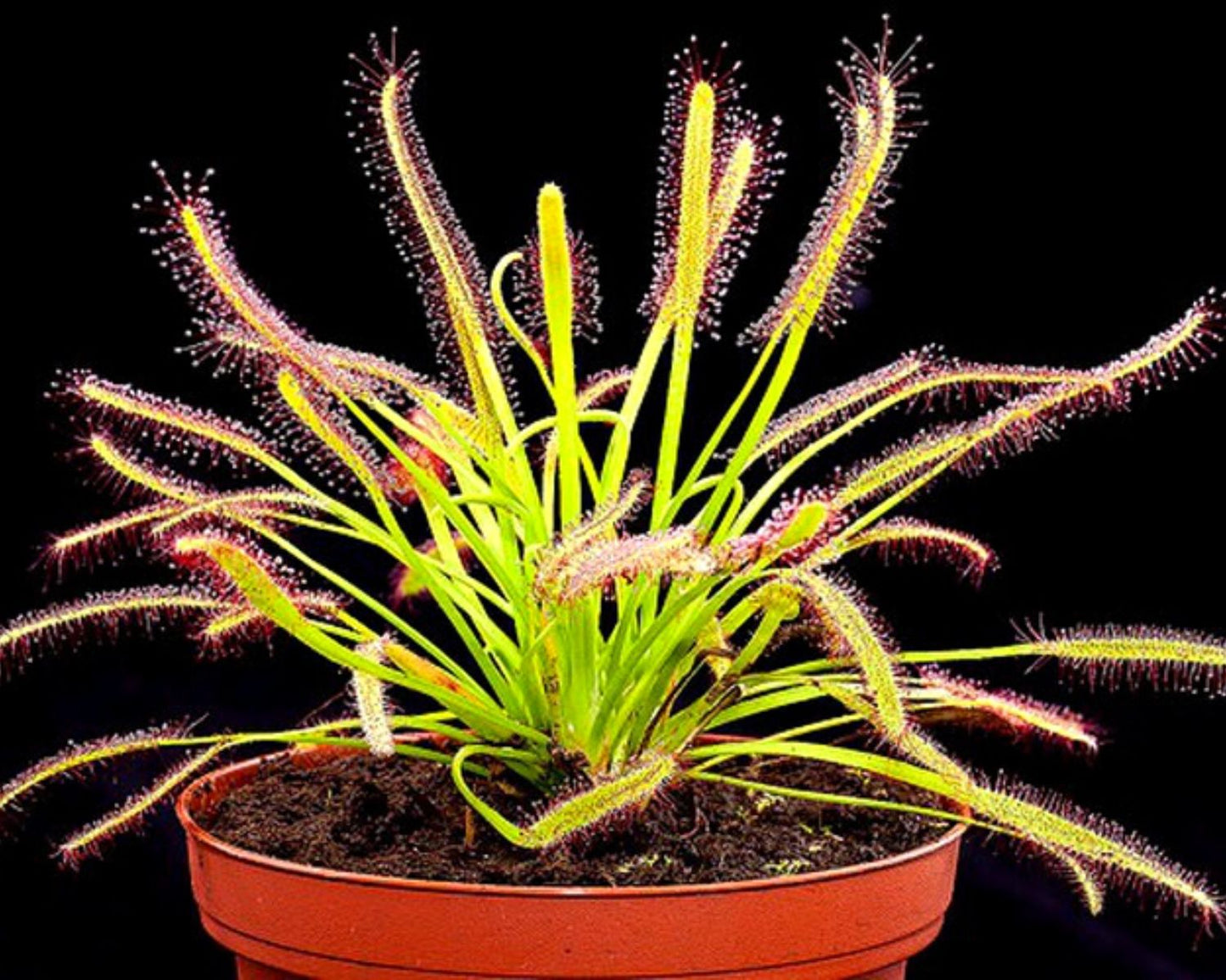 Fleischfressende Pflanze - Stecklingsset