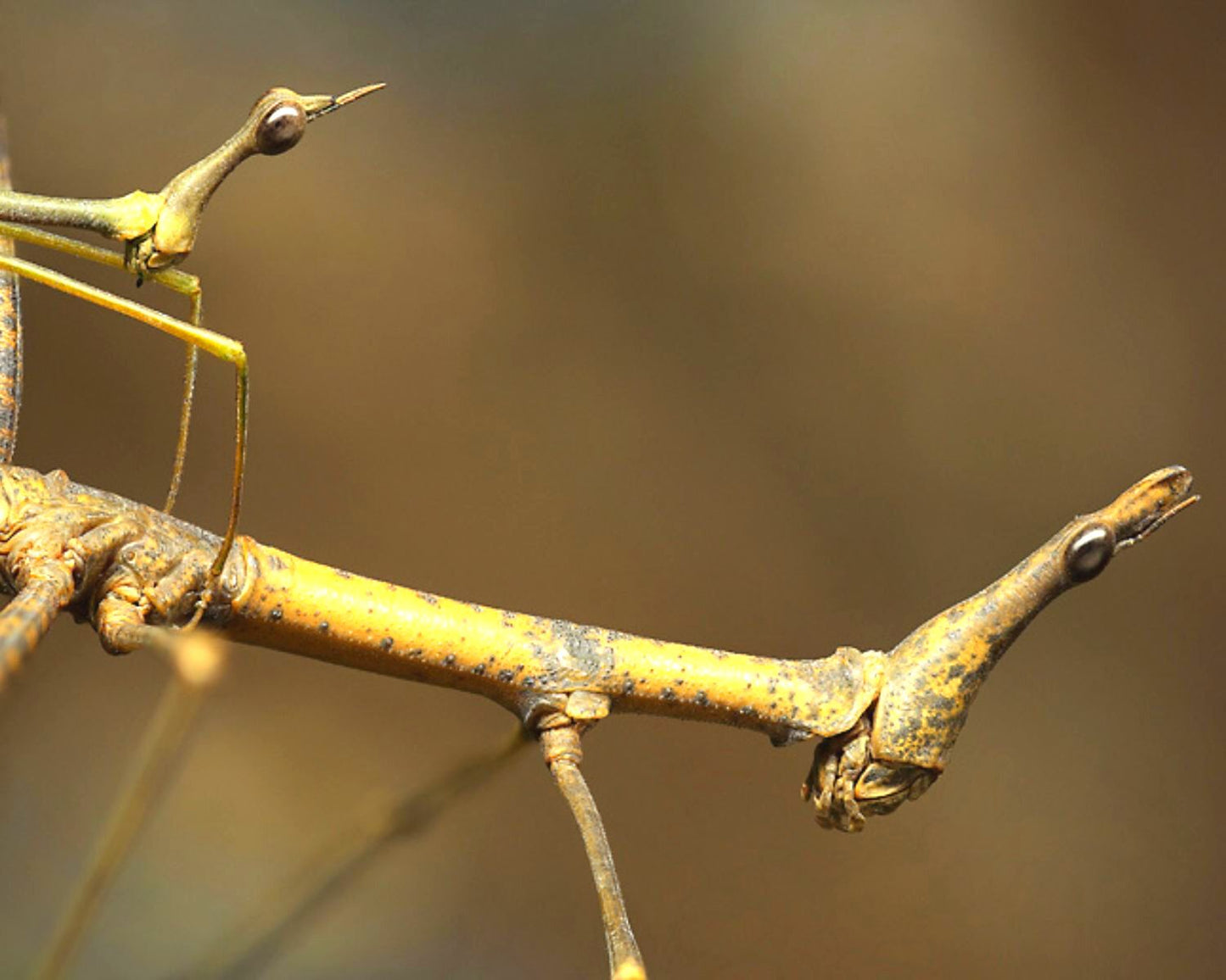 Pseudoproscopia latirostris - Criquet/phasme