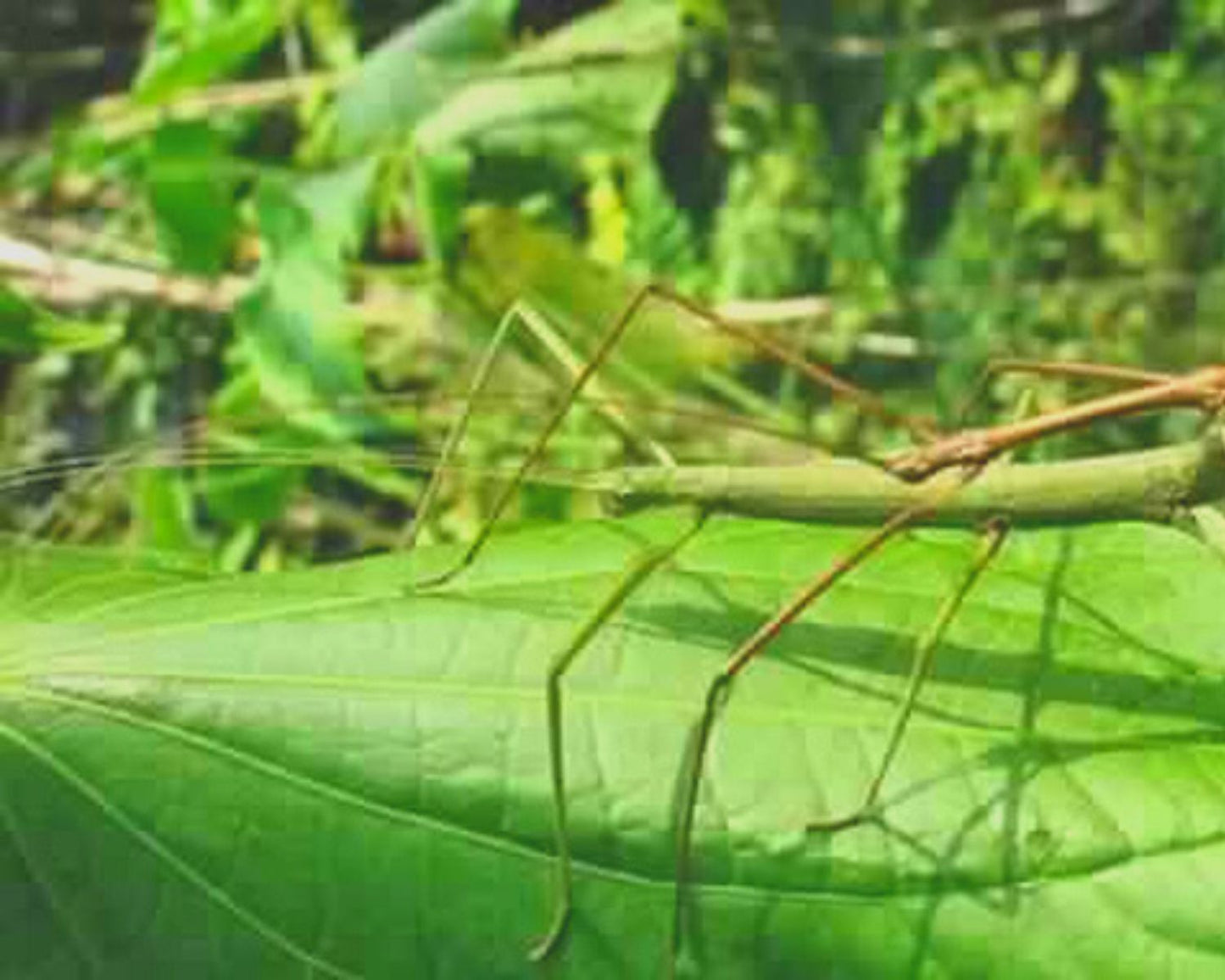 Phasme - Pseudosermyle phalangiphora