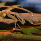 Mante - Sphodromantis viridis "Cap bon, Maroua"