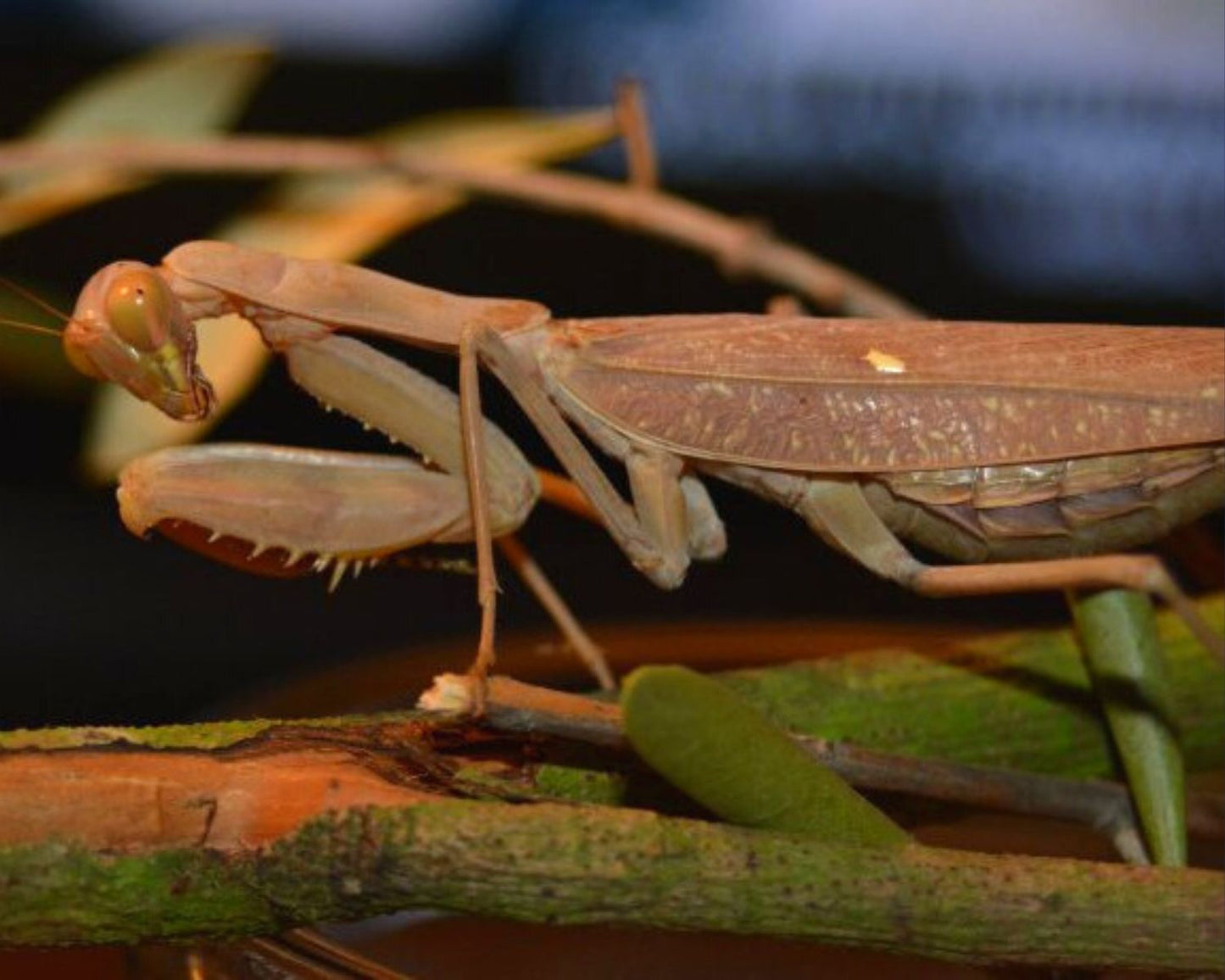 Mantis - Sphodromantis viridis