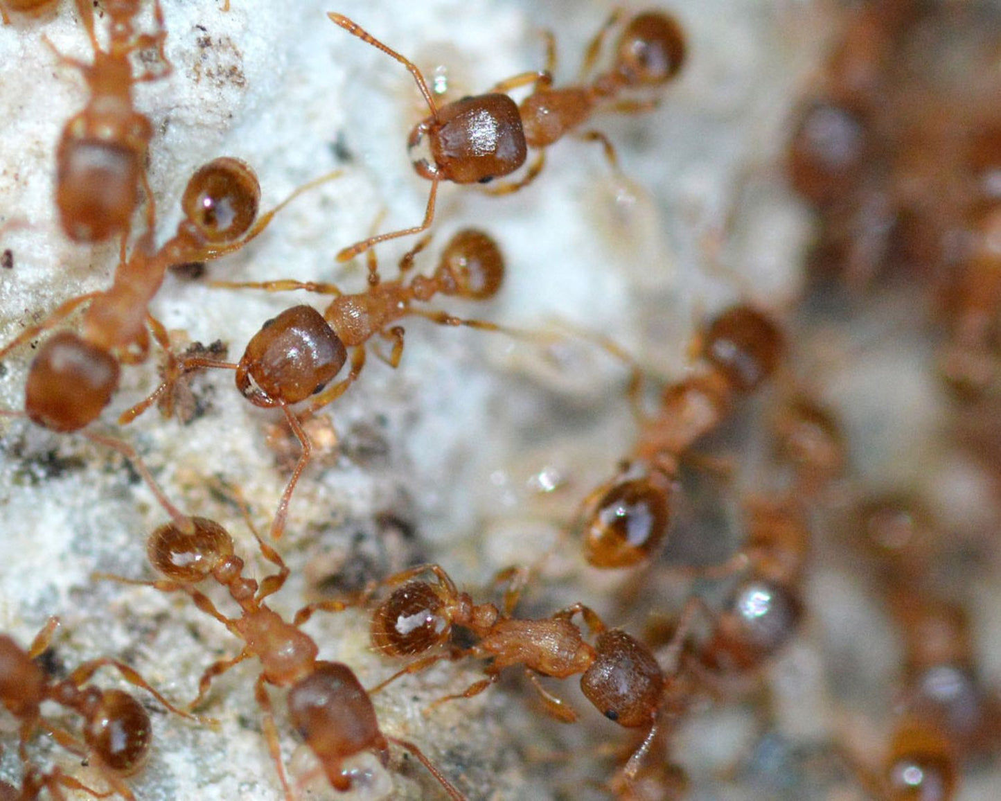 Colonie Fourmis Tetramorium Méridionale en vente