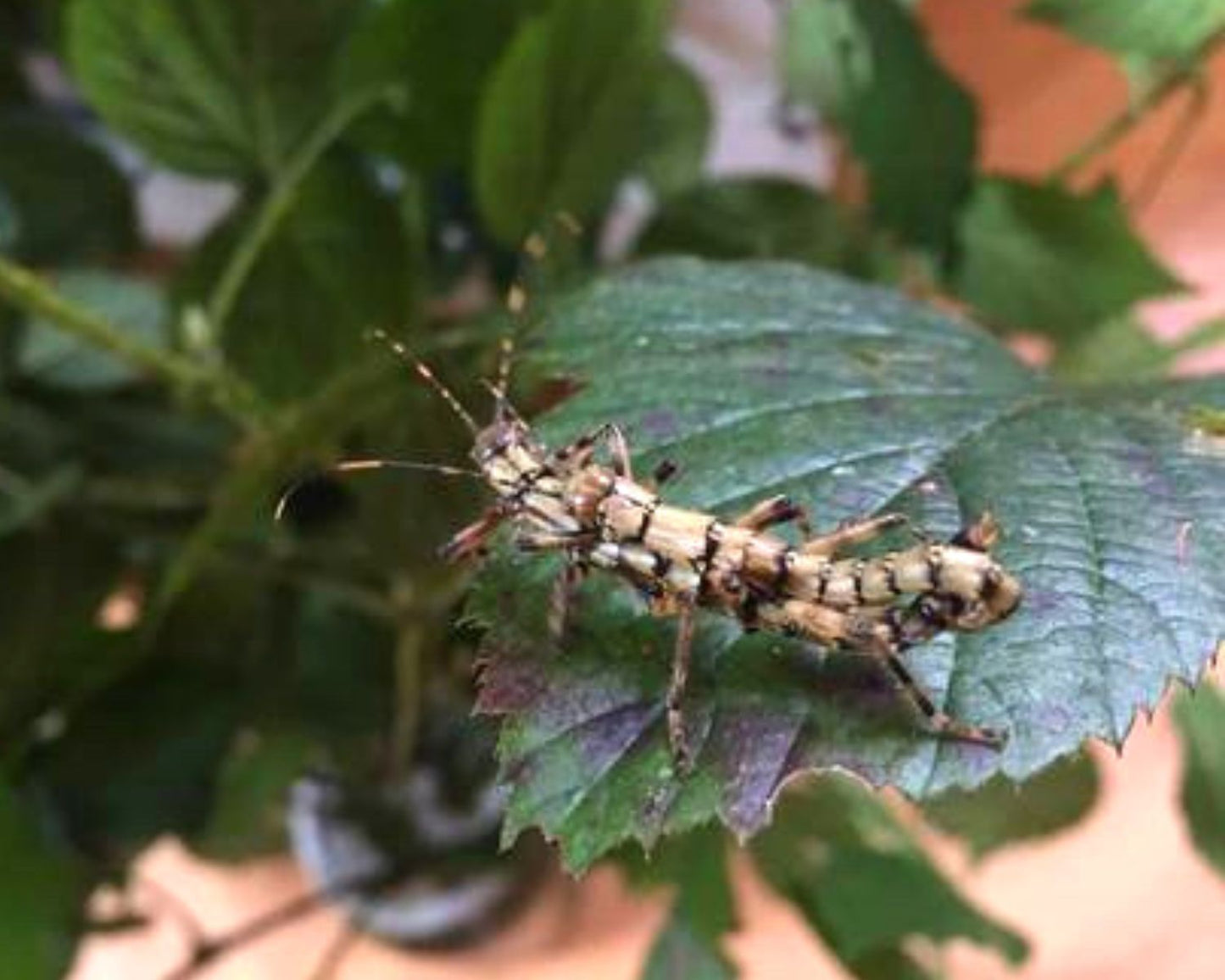 Phasmide - Dajaca Napolovi