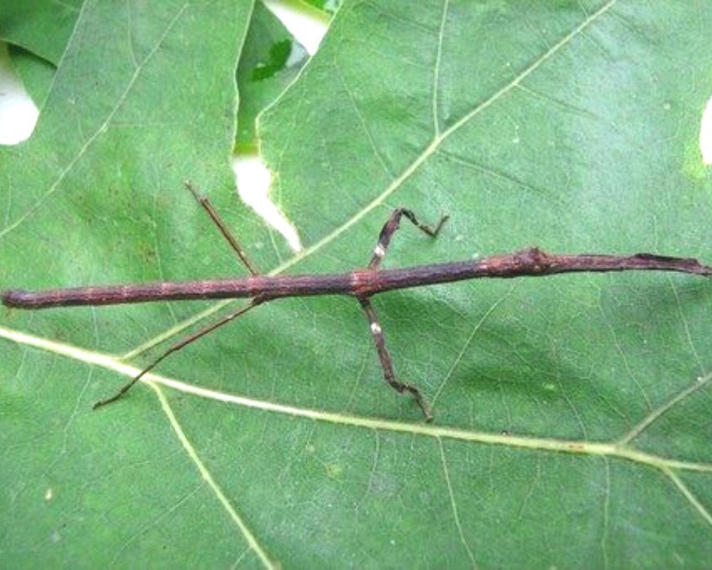 Fásmidos - Mnesilochus capreolus