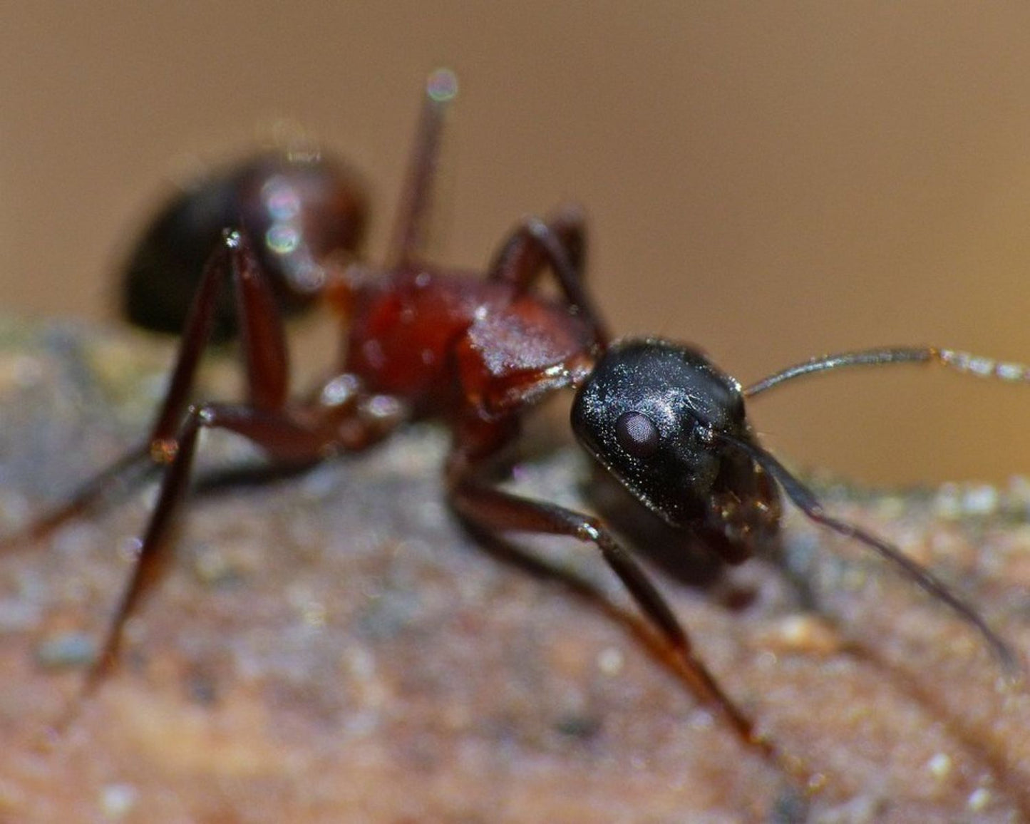 Colonie de Camponotus ligniperda en vente