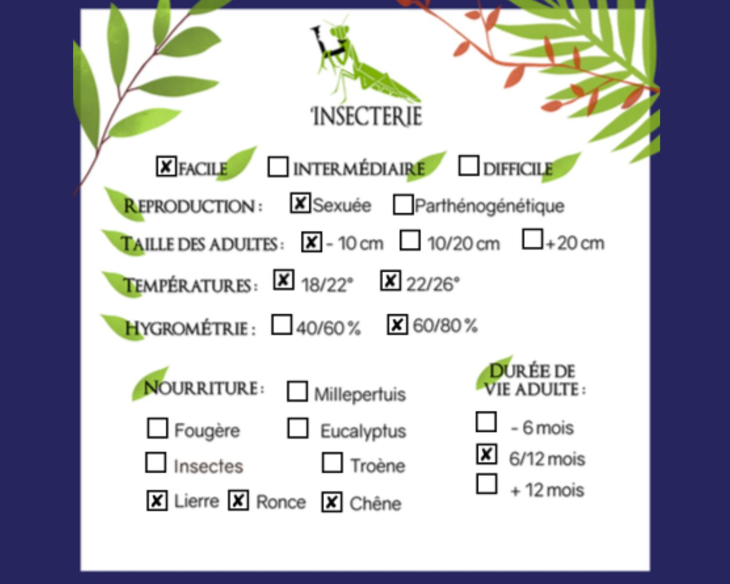 Fásmido - Lamponius guerini