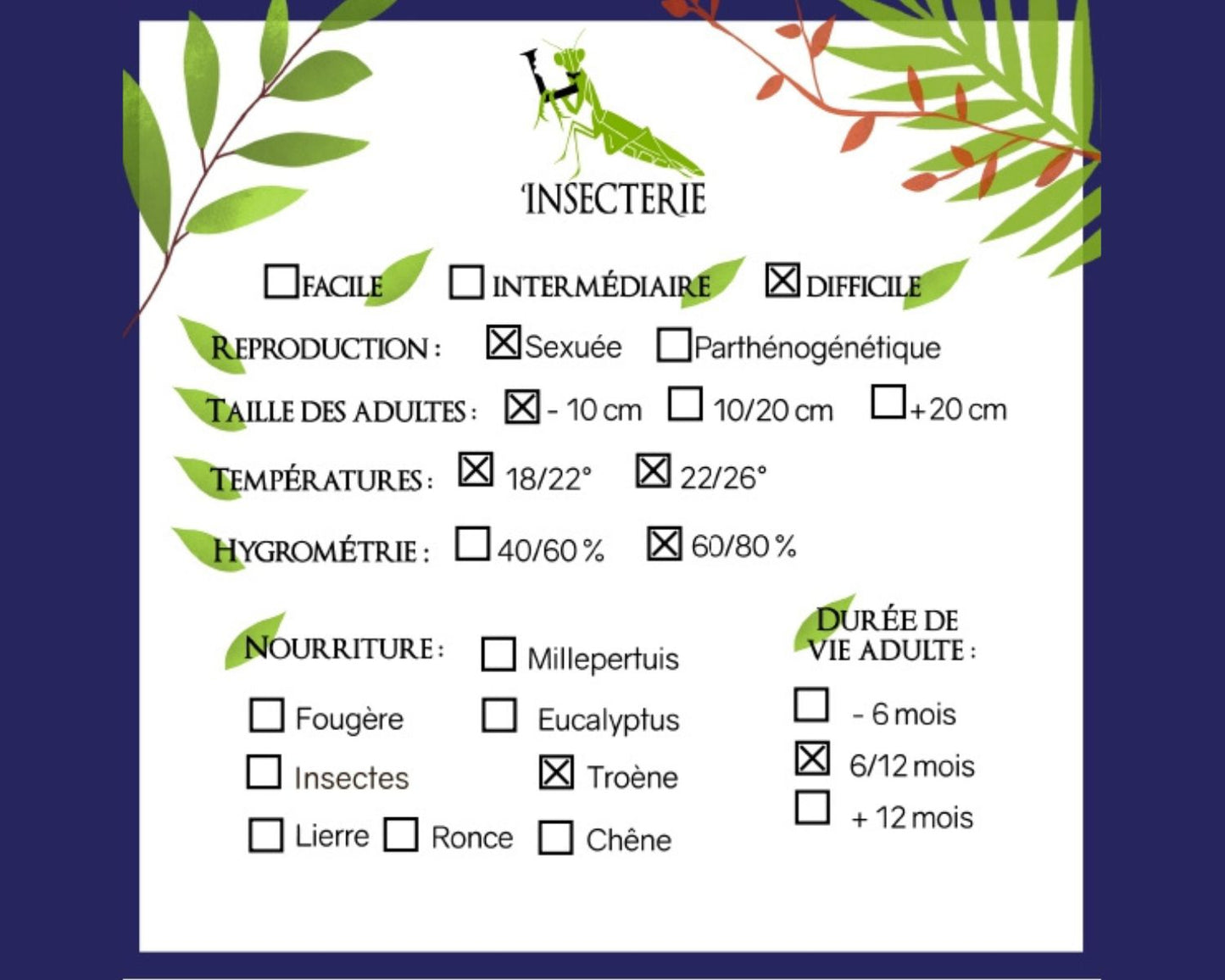 Phasmide - Creoxylus spinosus