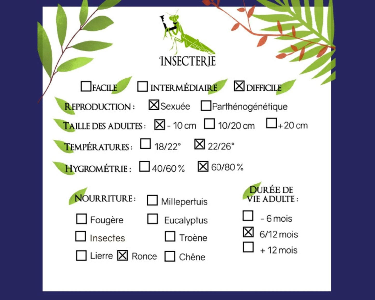 Phasme - Dares philippinensis