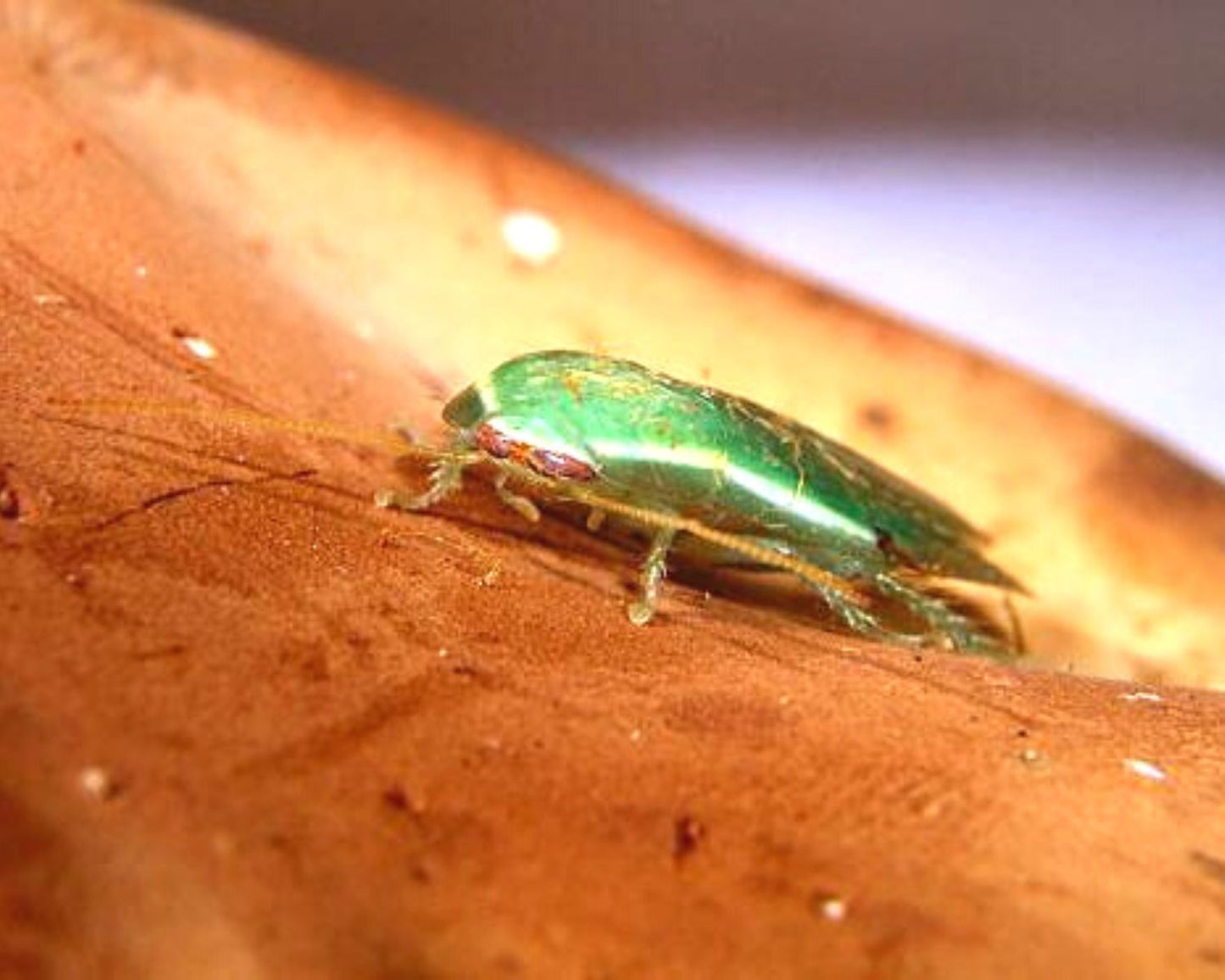 Blattes - Panchlora nivea