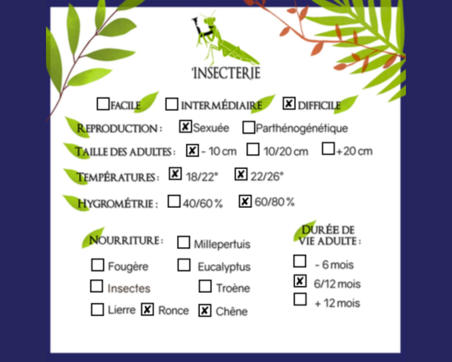 Heuschrecke - Paraproscopia riedei