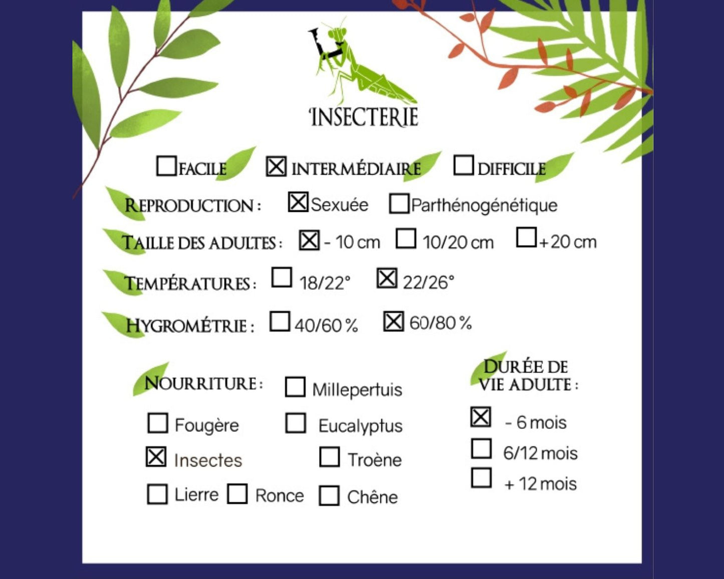 Mante - Euchomenella heteroptera