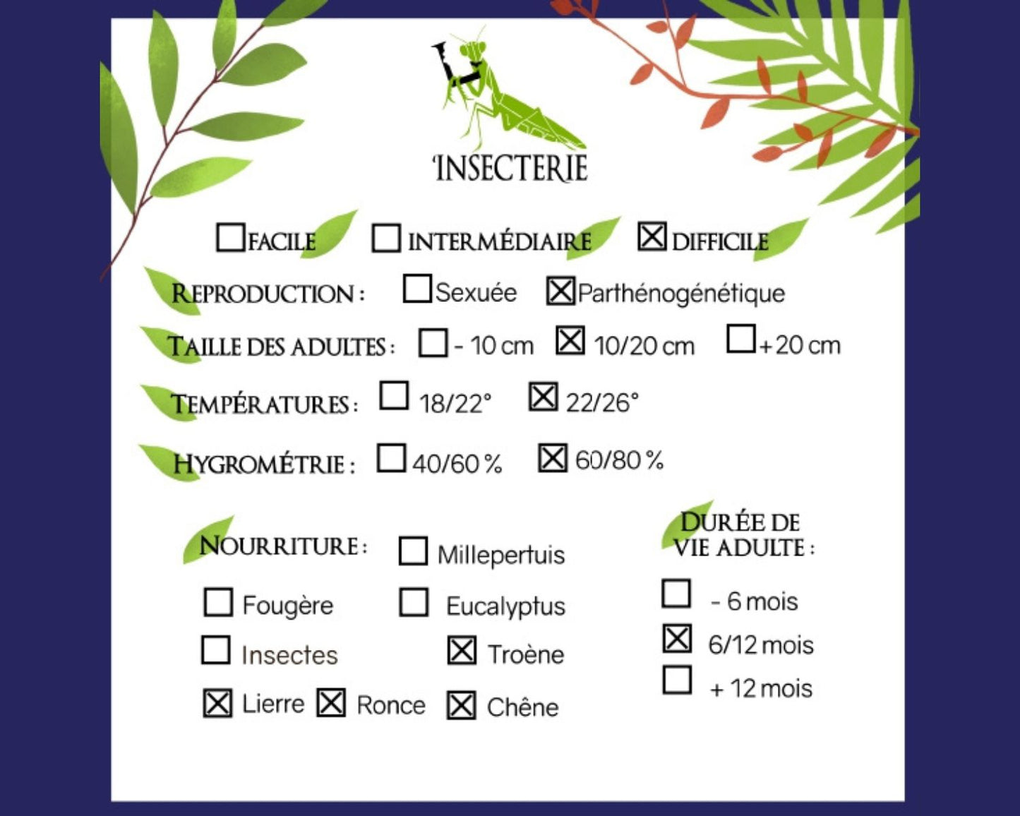 Phasmide - Diapherodes gigantea