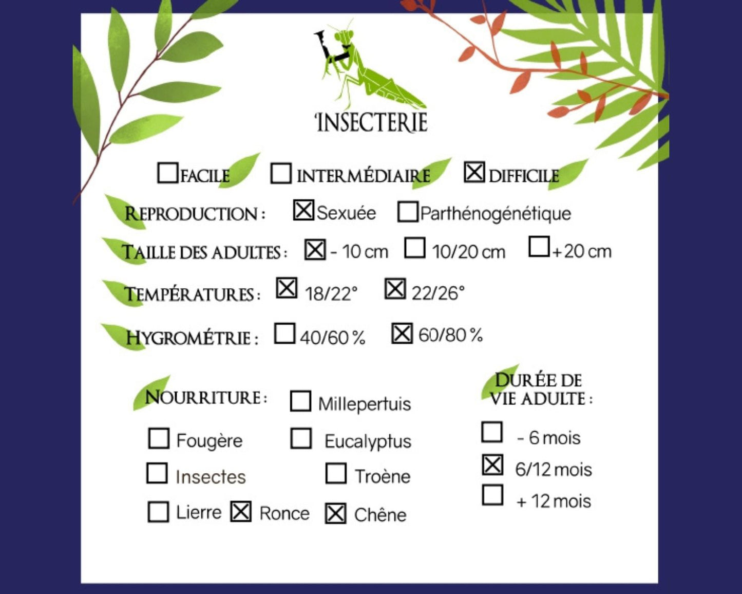 Phasme Feuille - Phyllium tobeloense "Galela"