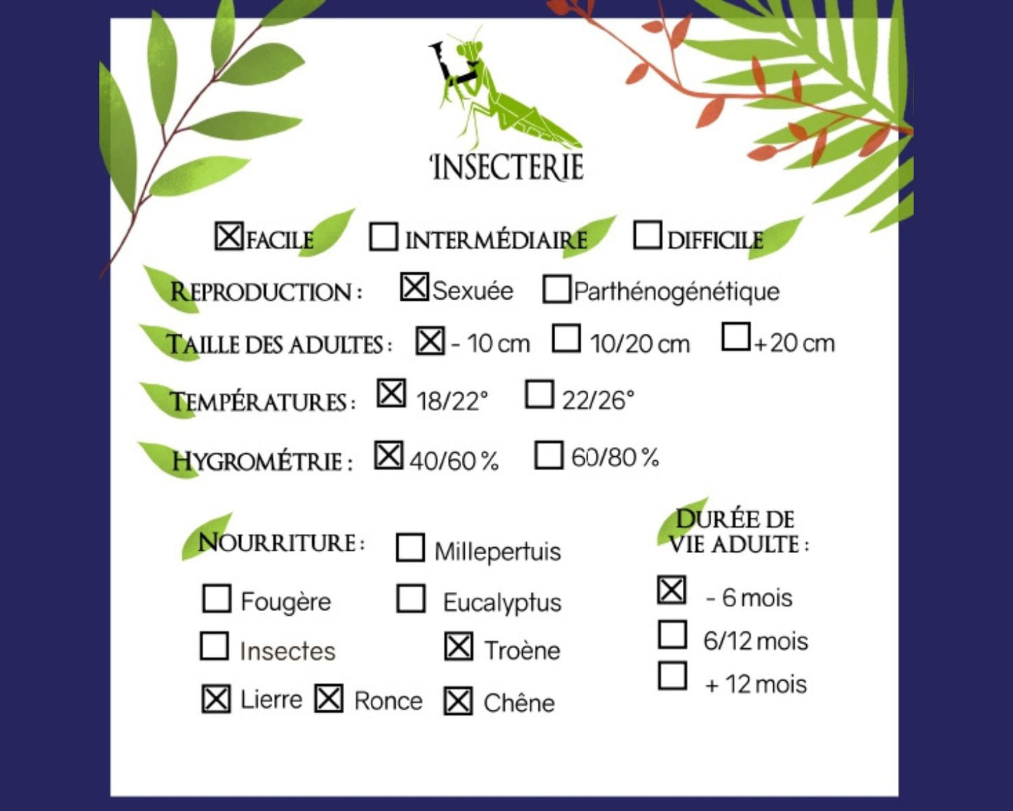 Phasme - Asystata sp "Quezon"